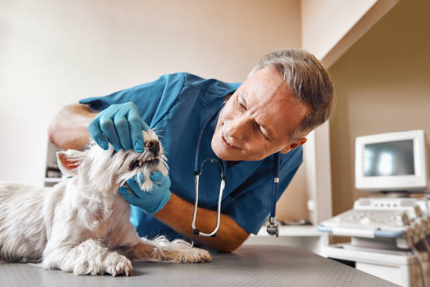 Best 24-Hour Emergency Dentist in Lebanon, IL